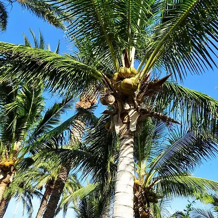 Coco Cabanas And Casitas Vacation Rentals-3